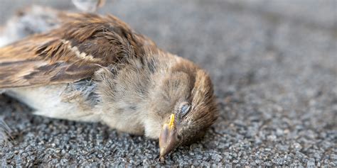 鳥 死亡|死亡した野鳥を見つけたら